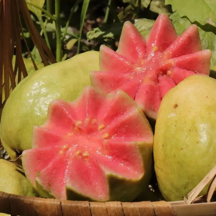 🔥🌱Guava Strawberry Guava Seeds