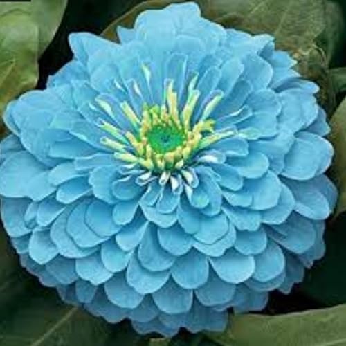 Zinnia "Dahlia Flower Mix"