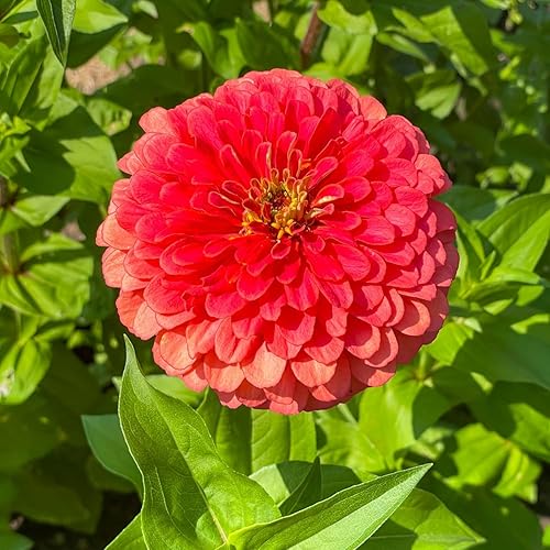 Zinnia "Dahlia Flower Mix"