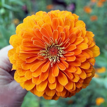 Zinnia "Dahlia Flower Mix"