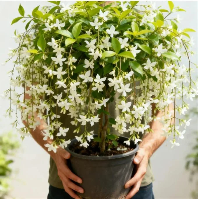 🌱Climbing jasmine seeds