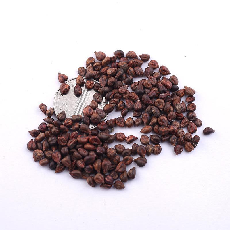 High-quality sapphire grape seeds 🍇✨