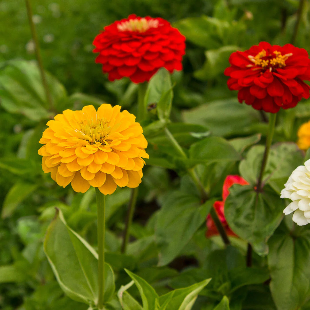 Zinnia "Dahlia Flower Mix"