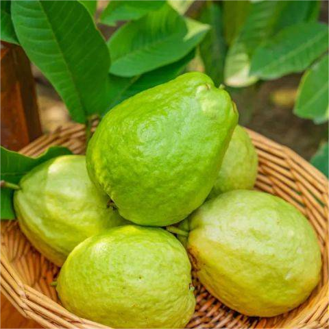 🔥🌱Guava Strawberry Guava Seeds