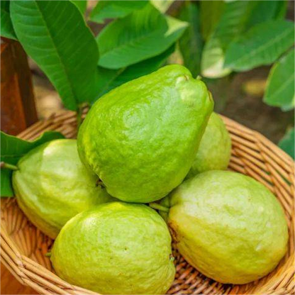 🔥🌱Guava Strawberry Guava Seeds