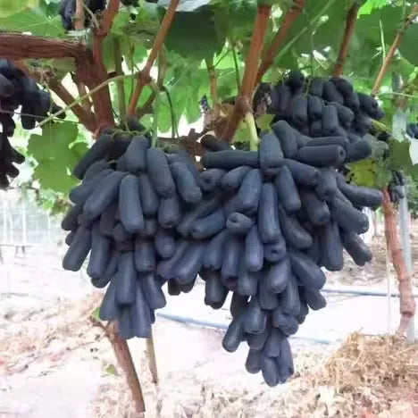 High-quality sapphire grape seeds 🍇✨